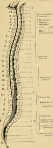 Position & Postural Control Fundamentals